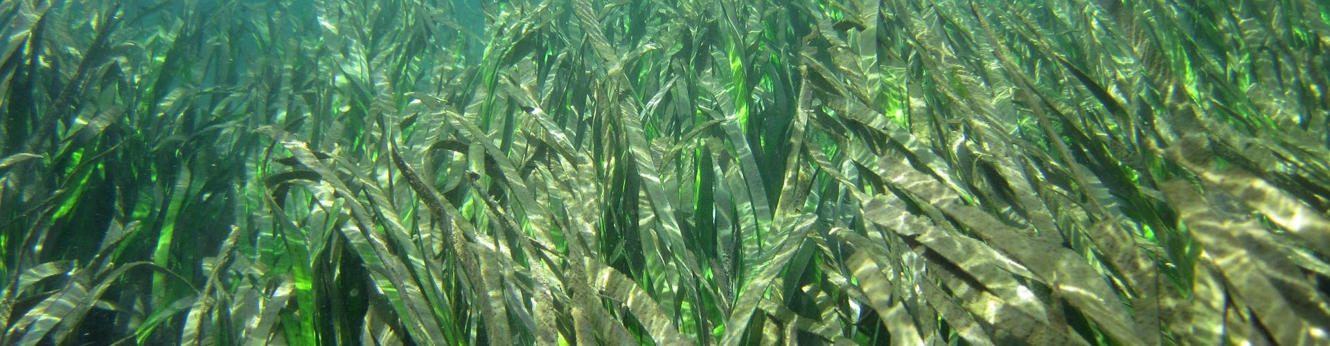 Seagrasses