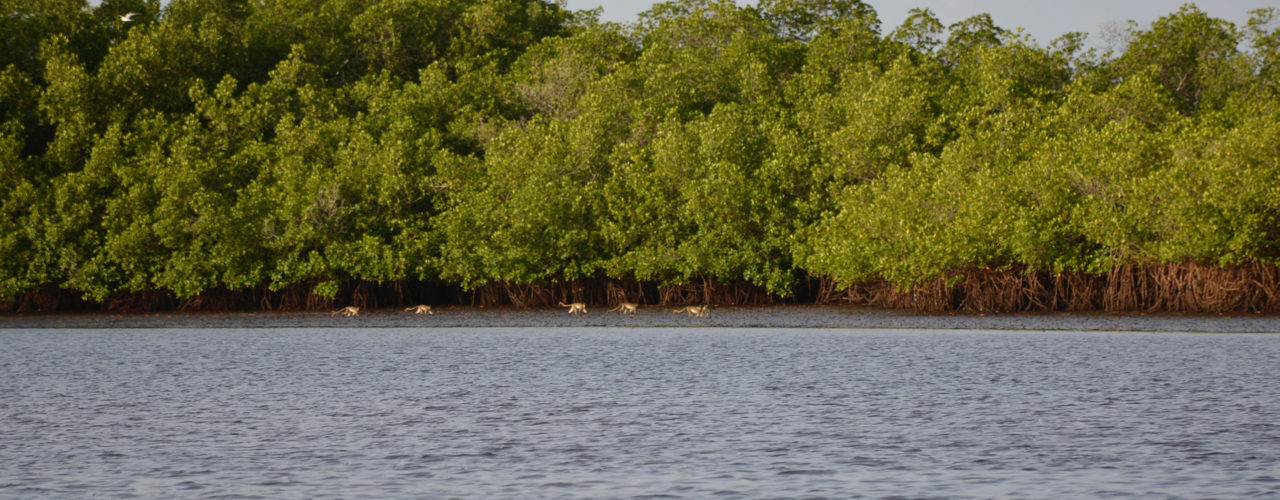 Groupe de singes verts dans les mangroves