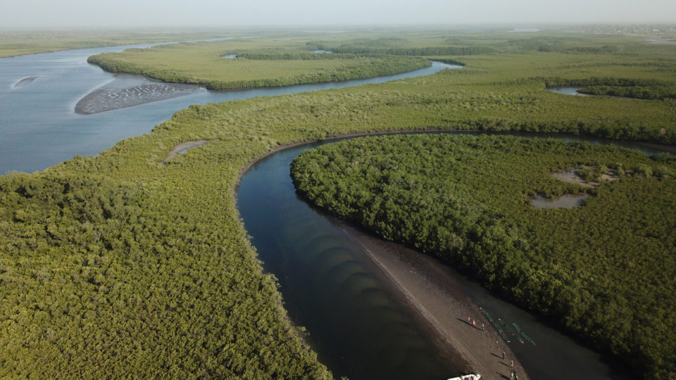 Vue aérienne de la mangrove