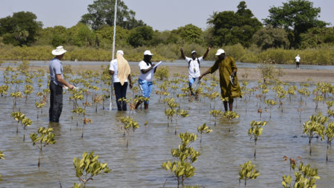 Formation CBMER au Saloum, Sénégal- Mai 2018